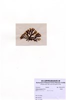 藏品(厚緣藻)的圖片
